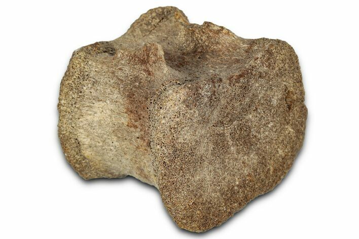 Hadrosaur (Edmontosaurus) Caudal Vertebra Centrum - Wyoming #349461